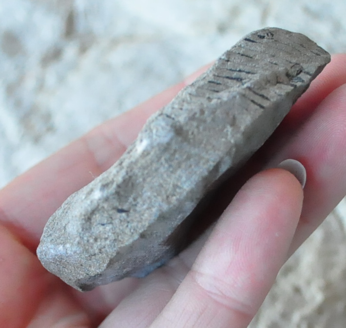 Praslička Calamites 56g