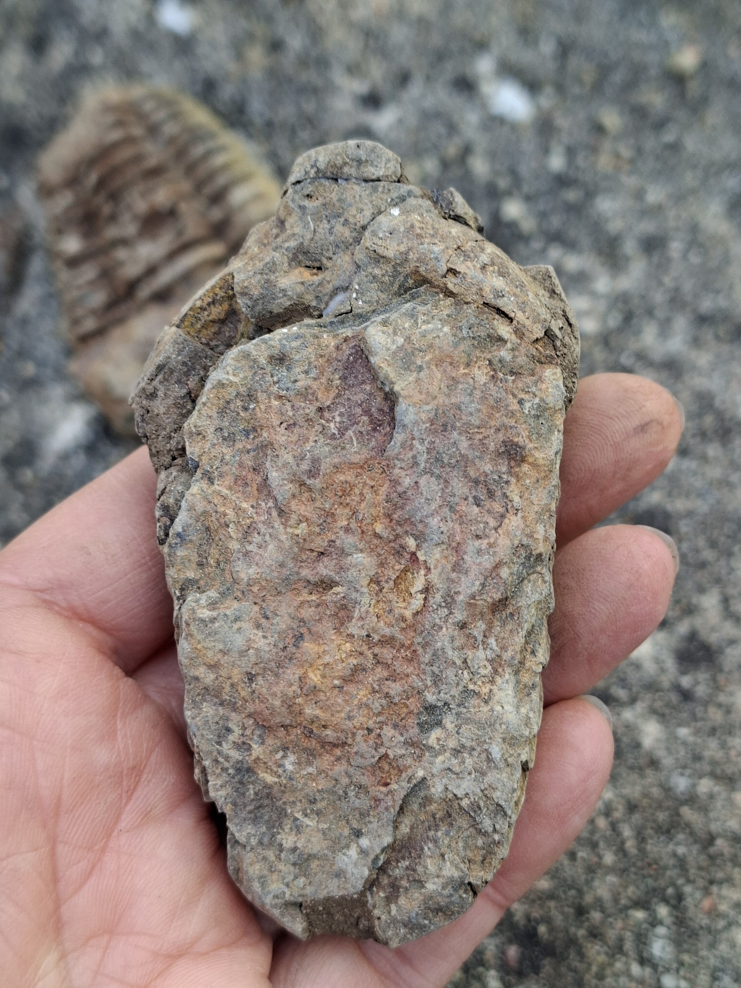 Trilobit 105g