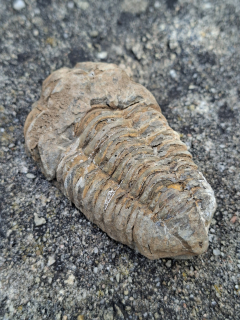 Trilobit 90g