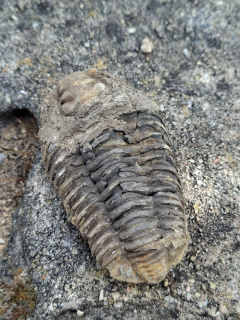 Trilobit 135g