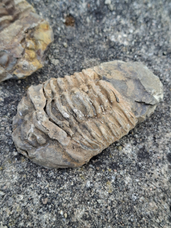 Trilobit 130g