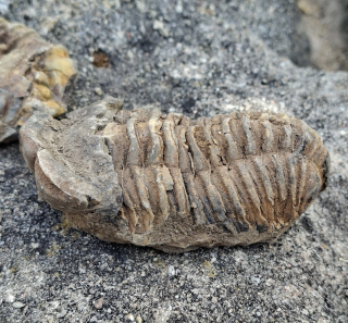 Trilobit 180g