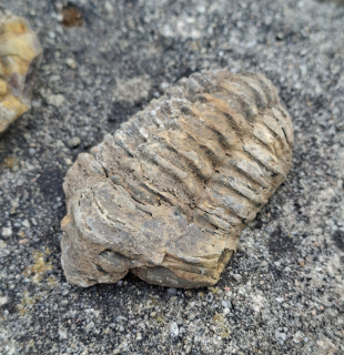 Trilobit 80g