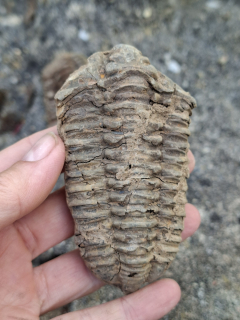 Trilobit 95g