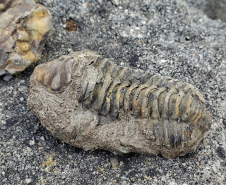 Trilobit 100g