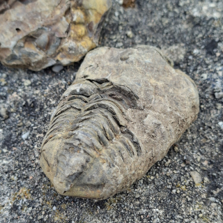 Trilobit 100g