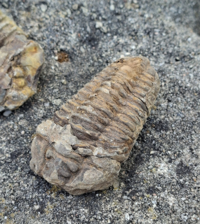 Trilobit 110g