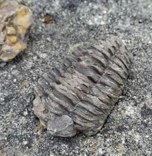 Trilobit 95g