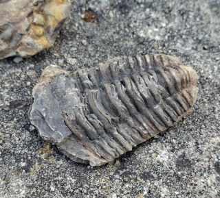 Trilobit 85g