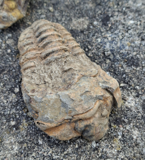 Trilobit 75g