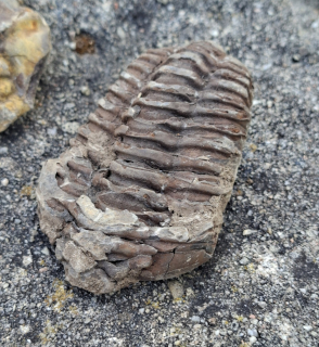 Trilobit 95g
