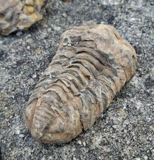 Trilobit 120g