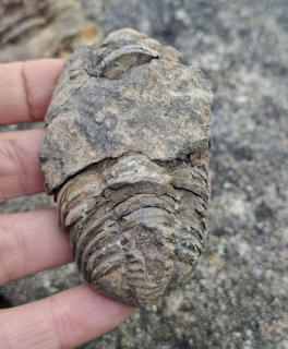 Trilobit 65g
