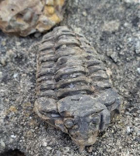 Trilobit 105g