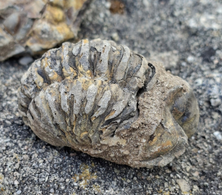 Trilobit 70g