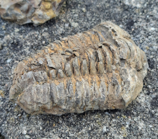 Trilobit 160g