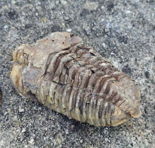 Trilobit 155g
